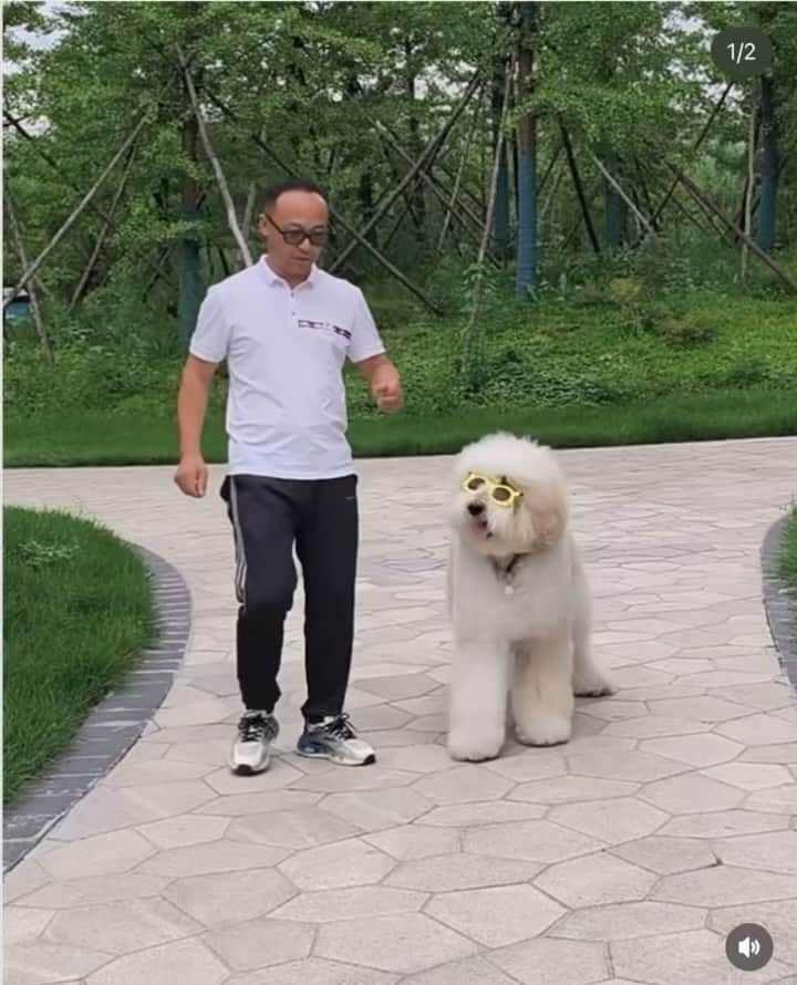 ケイト・ベッキンセイルのインスタグラム：「Dogs are so clever (except mine who will “come here” all day long unless asked, in which case she hears “run as fast as you can and sit in an open suitcase in the spare room.” Every time.)」