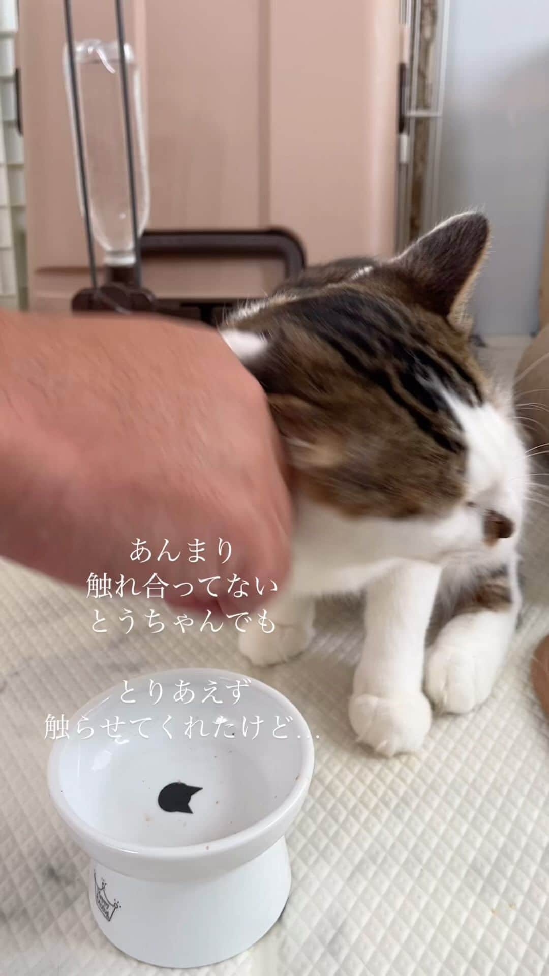nozomiorideのインスタグラム：「本日のまりもん  葛藤しながらも 徐々に受け入れてくれてます😄  #まりもさん  #人馴れ修業中  #ねこのきもち #猫好きさんと繋がりたい #成猫の魅力を伝えたい  #ねこすたぐらむ  #きじしろ#キジシロ#きじしろ男子」