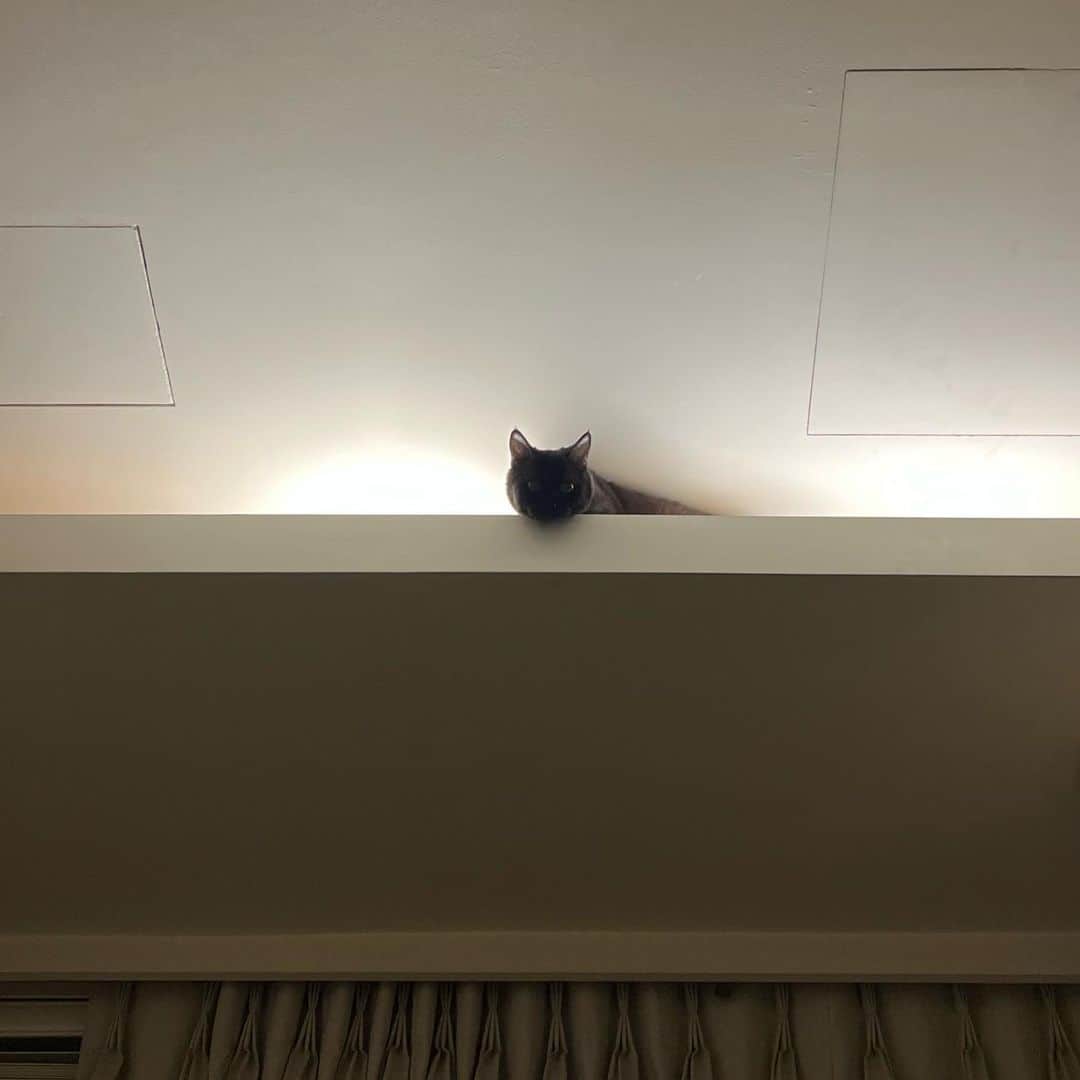 謝琦琦（Kiki）のインスタグラム：「😈  剛裝完在那裝俗辣不敢玩跳台 半夜直接到達我預想之外的最高處 再來吊隱式冷氣也麻煩你清洗了」