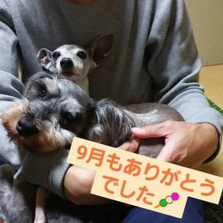 モラキジドッグのインスタグラム