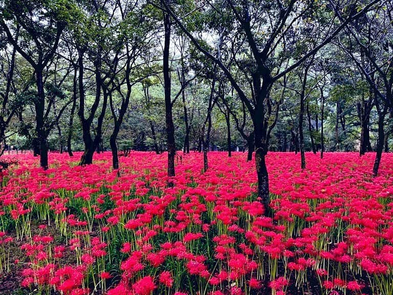 ピエール中野さんのインスタグラム写真 - (ピエール中野Instagram)「・ 埼玉県日高市にある巾着田。曼珠沙華の群生地として知られていて、この時期500万本が咲き乱れている。  埼玉県には何も無いと思い込んでいたけど、探してみると本当に素晴らしい景色、食、場所、温かい人々に溢れていて、本当に愛すべき地元だ。  まだ見頃は続くから行ける人は早めに。 圧倒的な美しさに心を奪われるに違いない。  #埼玉県 #巾着田 #巾着田曼珠沙華公園 #曼珠沙華」10月1日 16時49分 - pinakano0718