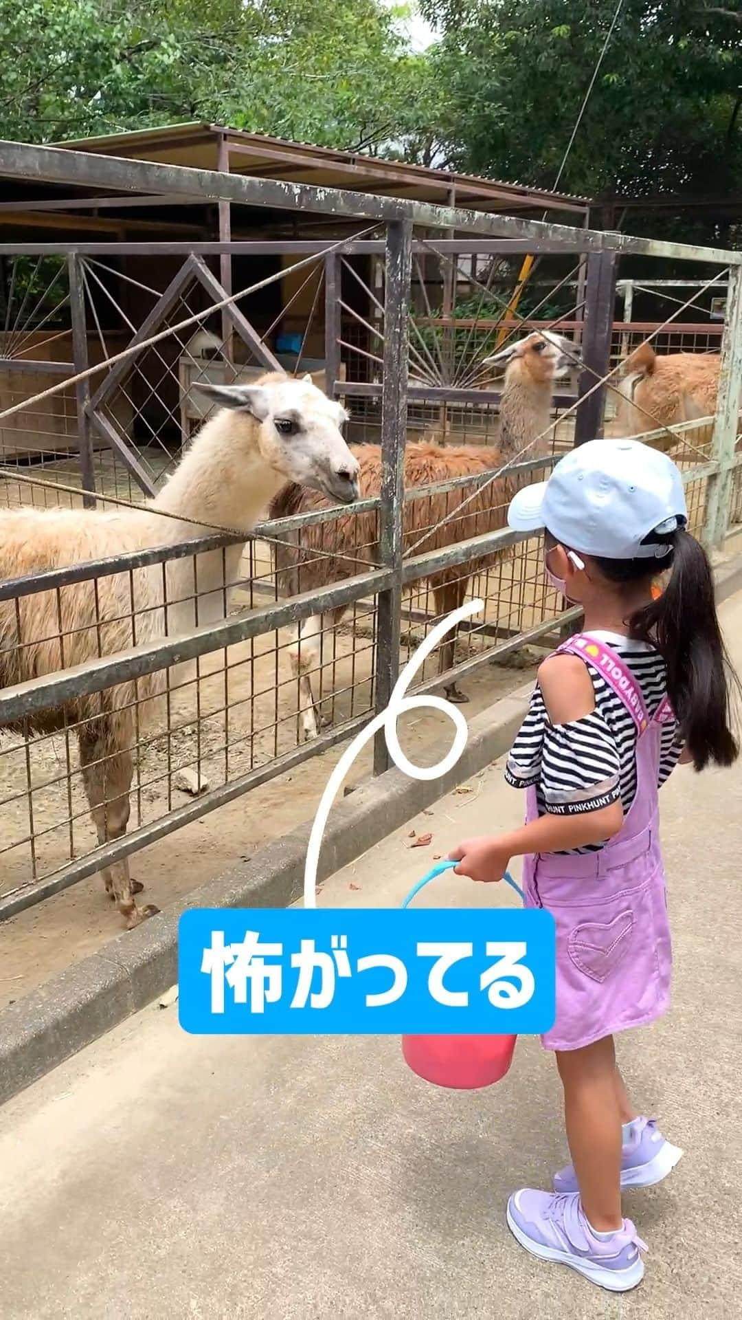 Saaaaayaのインスタグラム：「昨年の夏休みに行ったぞうの国で色んな動物たちにエサやりをしました✨ ビビりなしのは逃げまくりだけどエサをあげることはできたのでしょうか❓  #動物園 #市原ぞうの国 #おでかけ #旅行 #旅行好き #旅行記 #ぞうの国 #中学生 #中学生女子 #小学生女子 #小学生 #四姉弟 #三姉妹ぷらす長男 #youtube #youtuber #さあやちゃんねる #はれママキッズtv #はぴらき」