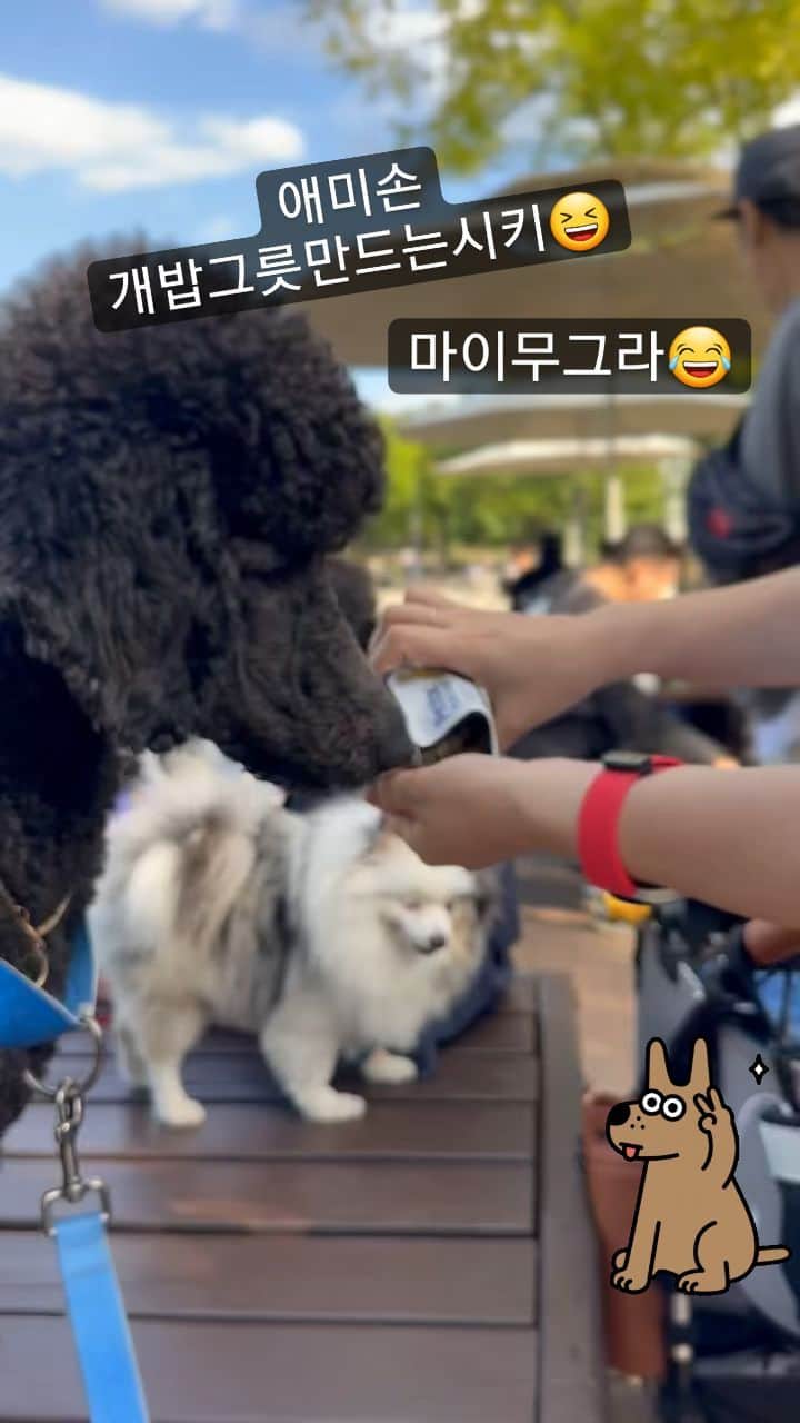 イ・スンヨンのインスタグラム：「@petritox_headoffice  좋은건강한사료 소풍나와서도 너끈히 잘먹구요   합성료 보존료0퍼센트 진짜좋은사료여요~♡」