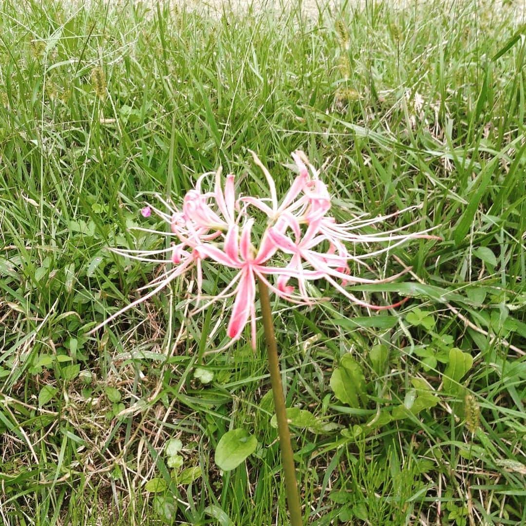 野本かりあのインスタグラム：「リボンみたいなこんな可愛い曼珠沙華があるのね。 #曼珠沙華」