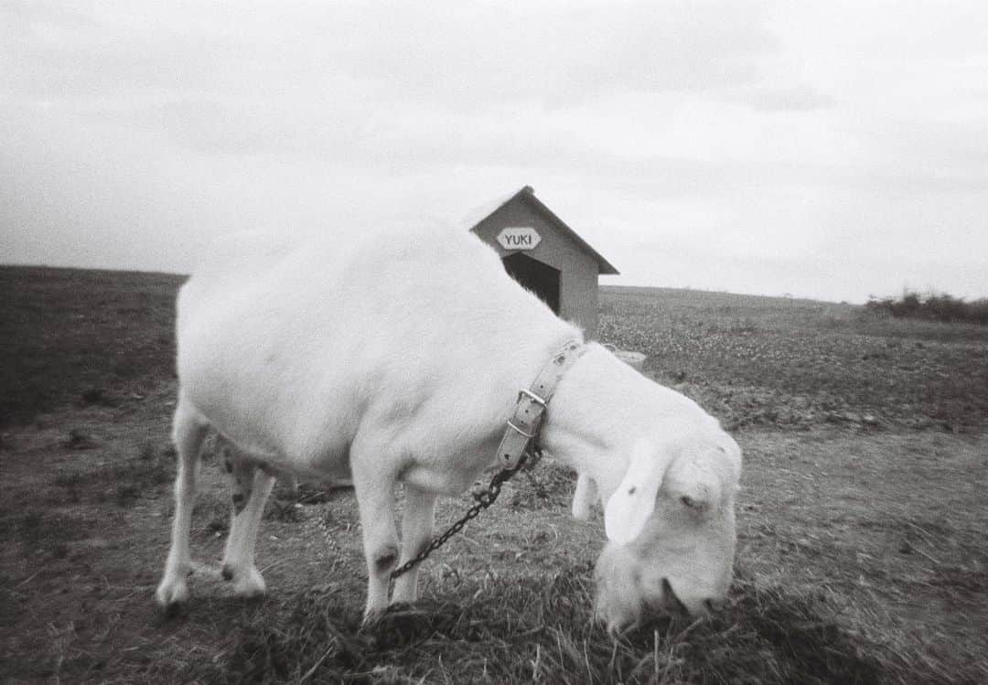 コレサワさんのインスタグラム写真 - (コレサワInstagram)「🤍  北海道旅行の時のやつ  初めてモノクロフィルムを使ってみた  曇りの日だったから 光足りなくて うまく写ってないのが多かった  現像も時間がかかる  でも可愛い」10月1日 23時13分 - koresawa519