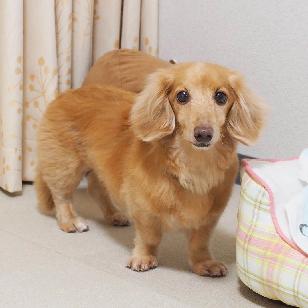 Sora Momoのインスタグラム：「シャンプーカットしてもらってスッキリサラふわ✨そら🐶🐾 ☺︎ タレ目もシャキッとカッコよくポーズとってくれました✨😆💕 ☺︎ #たまたま立ち止まって#呼んだらこっち見てくれただけ笑#トリミングday #カットしてスッキリ #ちょっと若返ったかなトリマーさんが#そらくんは癒しですって言ってくれた#うれしいね#トリマーさん大好き犬#ももが待ってたよ #ダックス#ミニチュアダックス #dachshund #miniaturedachshund」