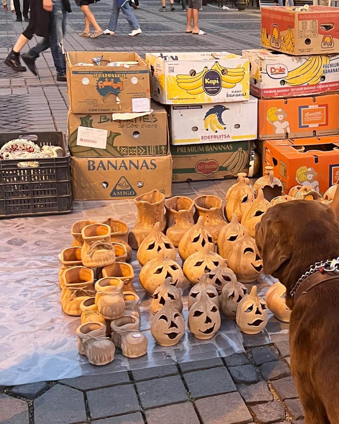 中野怜美のインスタグラム：「🍂🐕🤎」