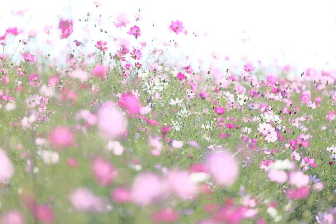 kiccyomuのインスタグラム