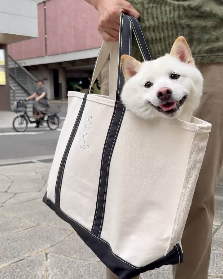 のインスタグラム：「🦭🐕🐕 エスパー伊東犬🙌  今日も吉祥寺にラキぴょんが いるという情報をかぎつけ、 ストーカーのように合流😆 @luckyyy.111  L.L.beanでトートの刺繍を 無料でやってくれるキャンペーンを やってるとかでラキぴょんちが 購入してたよ👜  出来上がったのを一緒に取りにいって さっそくラキぴょんがIN🦭  収まりがよくて入り心地よさそうで かわいすぎるやろー‼️🤩  柴のフェイスとイニシャルの Lで刺繍されてるのがかわいくて 我が家も吸い込まれるように マネしてオーダー😎  #柴犬#豆柴#mameshiba #shibastagram#japanphoto#shibainu#犬#shibainumania#犬のいる暮らし#shiba_snap#shibainupuppy#多頭飼い#dog#いぬすたぐらむ#puppy#dogstagram#instadog #doglover#pecoいぬ部#pecotv#いぬのきもち部#狗#子犬#barked#9gag#9gagpets#시바견」
