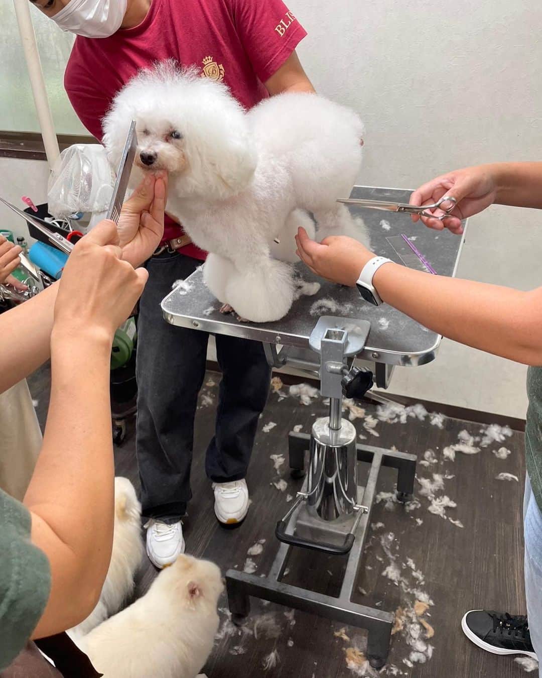 doghug (ドッグハグ) 豊洲本店さんのインスタグラム写真 - (doghug (ドッグハグ) 豊洲本店Instagram)「【月に1度の勉強会】  8月、9月はワンランク上を目指してカットを強化しよう！！ をテーマにスタッフ全員でカットメインに勉強会を行いました💪🏻  お客様からのご要望が多いカットや、最近流行りのカットなど皆様に満足していただけるようスタッフ一同日々勉強しております！  今回の勉強会でもそれぞれ良かった事、課題や反省点もみつかったので、これを活かしワンランク上のカットを目指していきたいと思います😁  このカットがしてみたい！ いつもとは違うスタイルにしてイメージチェンジしたい！ など希望がありましたら、どうぞお気軽にお声掛け下さい☺️💕  スタッフ一同心よりお待ちしております🤲🏻  #BLISS#bliss#豊洲#広尾#恵比寿#表参道#渋谷#仔犬#子犬#プードル#ふわもこ部#ワンコなしでは生きていけません会#犬バカ部#もふもふ#トリマー#トリミングサロン#トリミング#グルーミング#トイプードル#テディベアカット#キャンディカット#ケージレスペットホテル#MIX」10月1日 18時58分 - bliss.trimming