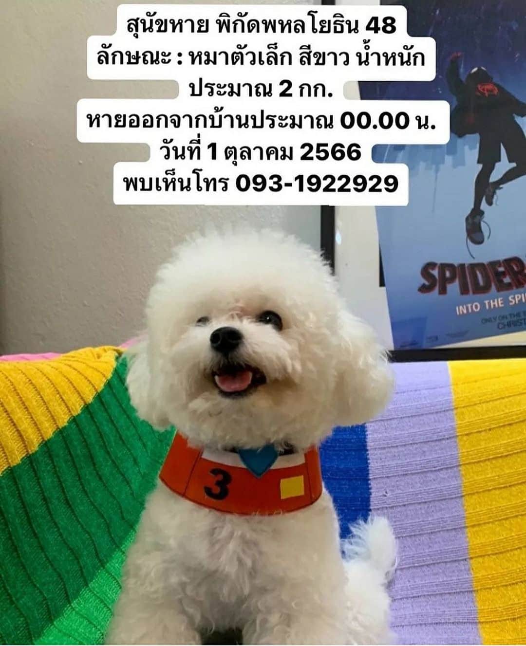 アム・パチャラパーのインスタグラム：「โพสต์ฝากตามหาสุนัขหาย!  ติดต่อที่คุณน้ำฝน 093-1922929   mycooperdog  ช่วยตามหา ใครเจอ … ส่งน้องกลับบ้านด้วยนะคะ  “สุนัขหาย พิกัด ซอยหลโยธิน 48 กทม.” คาดว่าหนีออกจากบ้านประมาณเที่ยงคืน (00.00 - 01.00 น.) วันที่ 1 ตุลาคม 2566 ลักษณะ : พันธุ์บิชอง ชื่อคูรึม เพศผู้ (ยังไม่ทำหมัน) น้ำหนัก 2 กก. ไม่ใส่ปลอกคอ ฟันเขี้ยวล่างซ้ายมีรอยฟันผุ มีไมโครชิพฝังที่หลังขาหน้าซ้ายค่ะ  หากพบเห็น โทร 093-1922929 (น้ำฝน) ถ้าสะดวกรบกวนจับไว้ที่บ้าน หรือฝากไว้ที่คลินิกใกล้บ้านให้ทีนะคะ น้องไม่กัด ไม่ดุกับคนแปลกหน้าค่ะ」