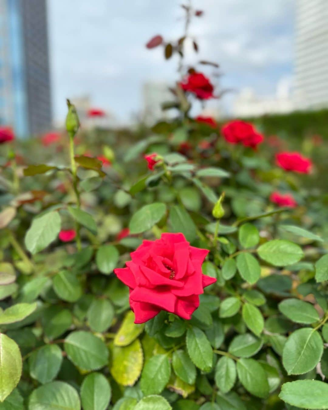 江連裕子さんのインスタグラム写真 - (江連裕子Instagram)「. 10月に入り、秋バラ🌹の綺麗な季節になりました。  #ホテルニューオータニ #ホテルニューオータニ東京 #ローズガーデン #秋バラ #秋バラ🌹 #flower #薔薇 #rose #ばら #afternoontea #アフタヌーンティー」10月1日 18時57分 - yuko_ezure