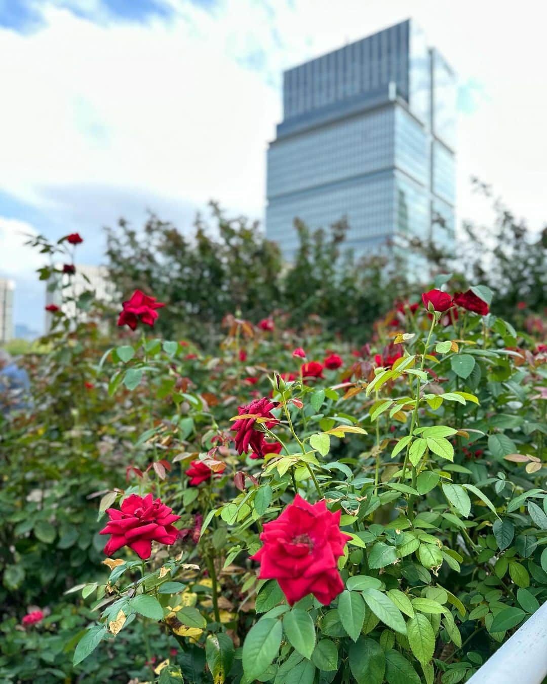 江連裕子のインスタグラム：「. 10月に入り、秋バラ🌹の綺麗な季節になりました。  #ホテルニューオータニ #ホテルニューオータニ東京 #ローズガーデン #秋バラ #秋バラ🌹 #flower #薔薇 #rose #ばら #afternoontea #アフタヌーンティー」