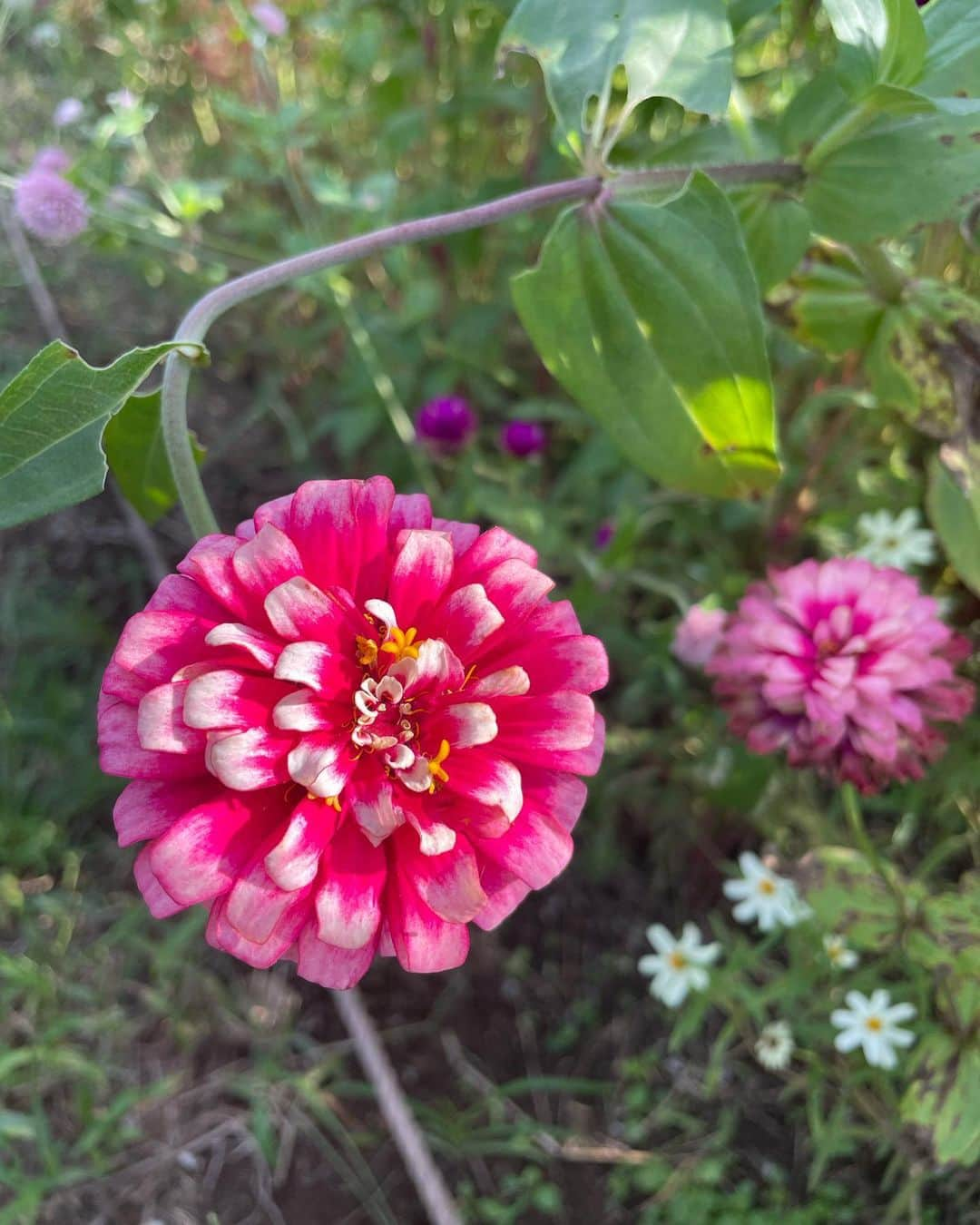 RUUNAさんのインスタグラム写真 - (RUUNAInstagram)「自然に癒された休日🌸🌱  #holiday #park #refresh #flowers #green  #showakinenpark  #昭和記念公園 #公園  #花 #緑 #休日」10月1日 19時08分 - ruuna_kolme