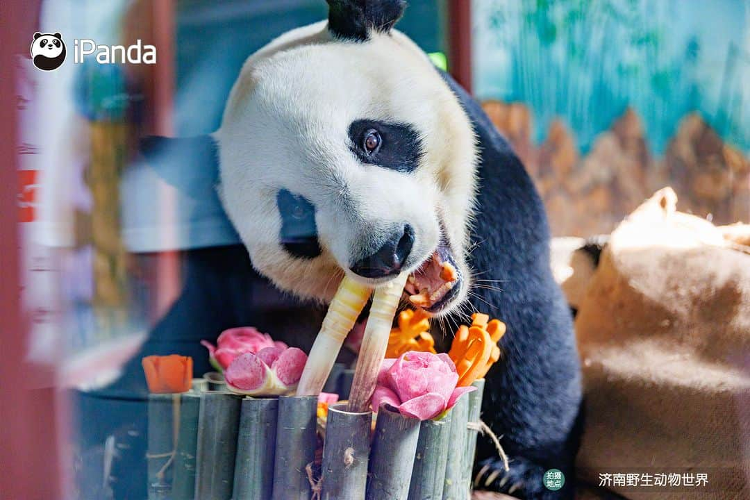 iPandaさんのインスタグラム写真 - (iPandaInstagram)「The flowers were in full bloom and the moon was full. Giant panda Ya Shuang & Er Xi enjoyed a colorful Mid-Autumn Festival at the Wild World Jinan. 🐼 🐼 🐼 #Panda #iPanda #Cute #ChengduPandaBase #PandaPic #ChineseCulture  For more panda information, please check out: https://en.ipanda.com」10月1日 19時30分 - ipandachannel