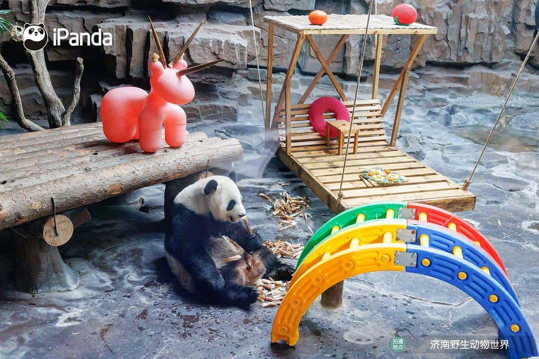 iPandaさんのインスタグラム写真 - (iPandaInstagram)「The flowers were in full bloom and the moon was full. Giant panda Ya Shuang & Er Xi enjoyed a colorful Mid-Autumn Festival at the Wild World Jinan. 🐼 🐼 🐼 #Panda #iPanda #Cute #ChengduPandaBase #PandaPic #ChineseCulture  For more panda information, please check out: https://en.ipanda.com」10月1日 19時30分 - ipandachannel