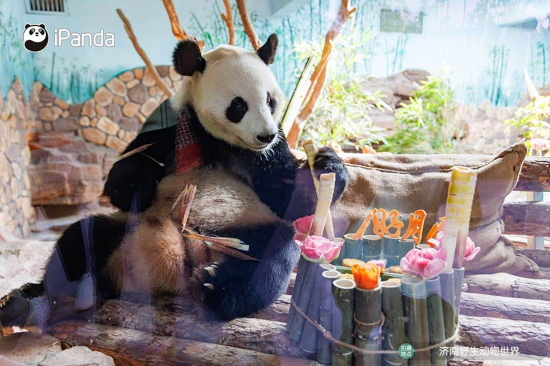 iPandaさんのインスタグラム写真 - (iPandaInstagram)「The flowers were in full bloom and the moon was full. Giant panda Ya Shuang & Er Xi enjoyed a colorful Mid-Autumn Festival at the Wild World Jinan. 🐼 🐼 🐼 #Panda #iPanda #Cute #ChengduPandaBase #PandaPic #ChineseCulture  For more panda information, please check out: https://en.ipanda.com」10月1日 19時30分 - ipandachannel