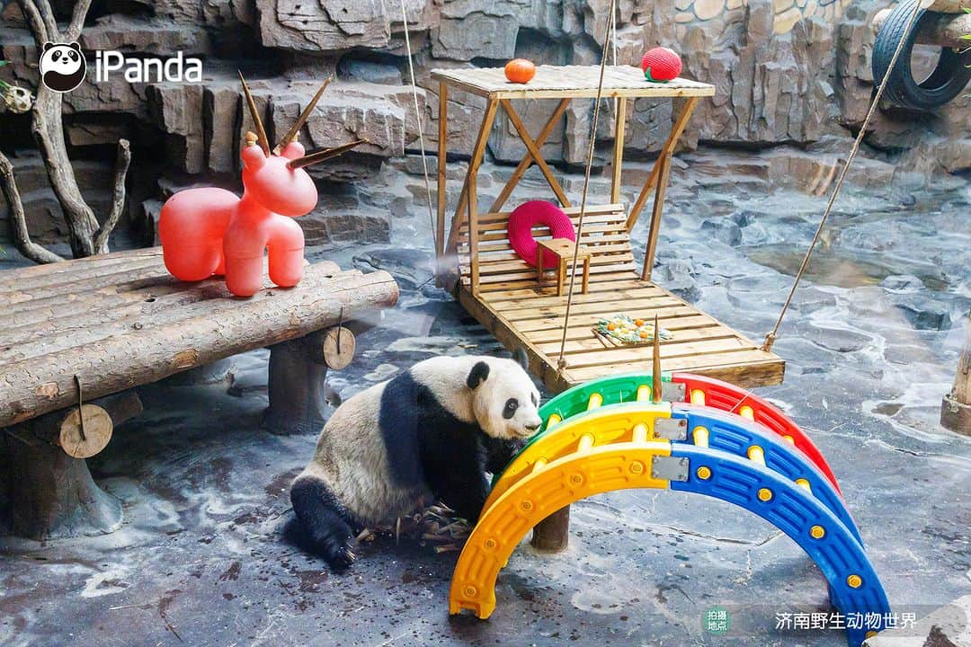 iPandaさんのインスタグラム写真 - (iPandaInstagram)「The flowers were in full bloom and the moon was full. Giant panda Ya Shuang & Er Xi enjoyed a colorful Mid-Autumn Festival at the Wild World Jinan. 🐼 🐼 🐼 #Panda #iPanda #Cute #ChengduPandaBase #PandaPic #ChineseCulture  For more panda information, please check out: https://en.ipanda.com」10月1日 19時30分 - ipandachannel