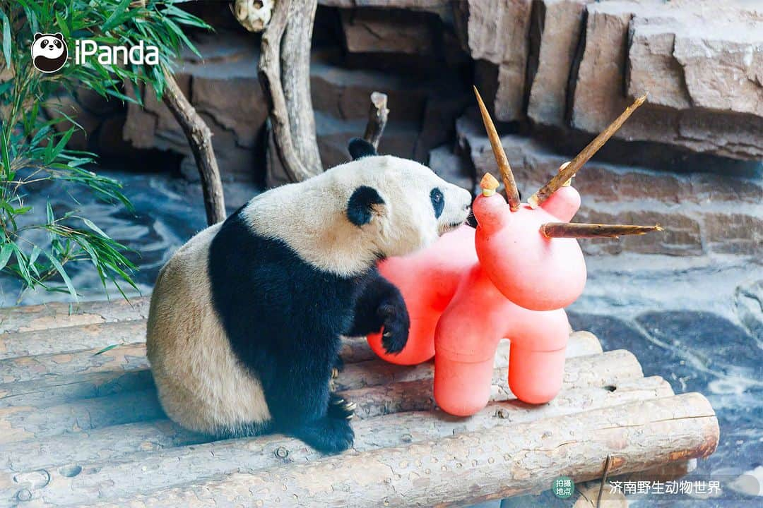 iPandaさんのインスタグラム写真 - (iPandaInstagram)「The flowers were in full bloom and the moon was full. Giant panda Ya Shuang & Er Xi enjoyed a colorful Mid-Autumn Festival at the Wild World Jinan. 🐼 🐼 🐼 #Panda #iPanda #Cute #ChengduPandaBase #PandaPic #ChineseCulture  For more panda information, please check out: https://en.ipanda.com」10月1日 19時30分 - ipandachannel