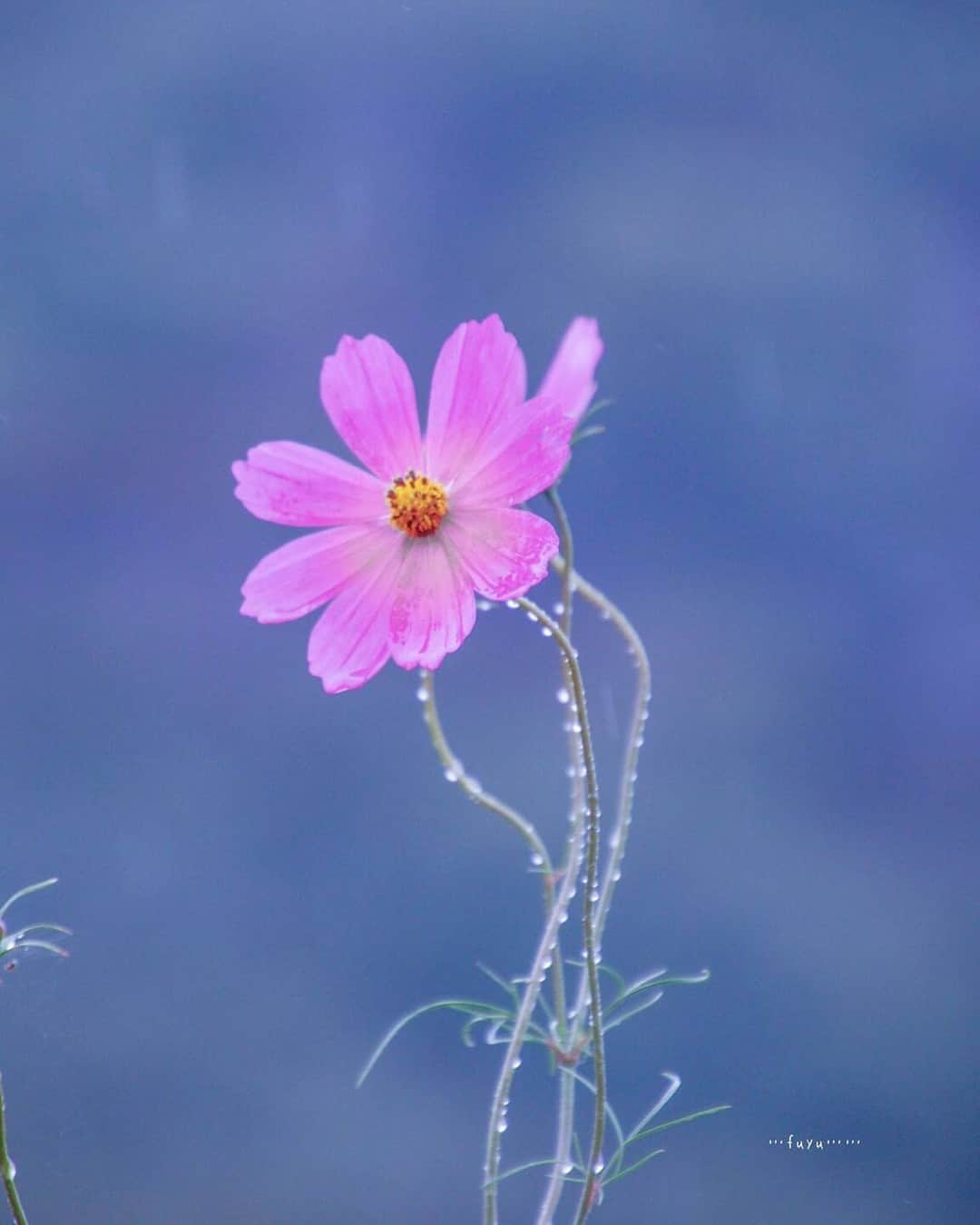 花の写真館のインスタグラム：「Photo by @pipipi.no. https://instagram.com/pipipi.no/ . Original Post[投稿いただいたURL] https://www.instagram.com/p/CwyfaSkP-dH/ . 本アカウントは、 #私の花の写真 をつけてInstagramに投稿された皆さまの花の写真や、「花の写真館」Facebookページで投稿された花の写真を紹介します。 「花の写真館」Facebookページは、「 @floral.photograph 」のプロフィールにあるURLからご覧ください。 . ※各種法令、マナー、関係者の指示に従った撮影をお願いします。 *Please ensure that your photography adheres to all relevant laws, etiquette, and instructions issued by authorized persons. ※本アカウントは東京カメラ部がFacebook、Instagramのサービスを利用して運営しているもので、Meta社・Instagramとは一切関係ありません。 . #花の写真館 #floralphotograph #floralphoto #flower #flowers Follow: @floral.photograph」