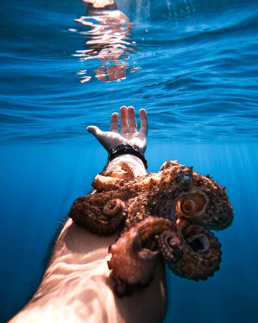 GoProさんのインスタグラム写真 - (GoProInstagram)「Photo of the Day 友達は容姿・形が様々🐙 📷 @marcopetrosino_ + GoProアワード$250を受賞 💸 GoPro.com/AwardsまたはQuikアプリから応募可能。  注意: 自分から野生動物に近づくのはやめましょう。野生動物が近づいてきた時はGoProの撮影をお忘れなく！🎬👌 ・ ・ ・ #GoProJP #GoProIT #GoPro #GoProPOV #WildlifePhotography #Octopus #POV #UnderwaterPhotography #水中撮影 #防水カメラ #タコ #ダイビング #シュノーケリング」10月1日 19時42分 - goprojp