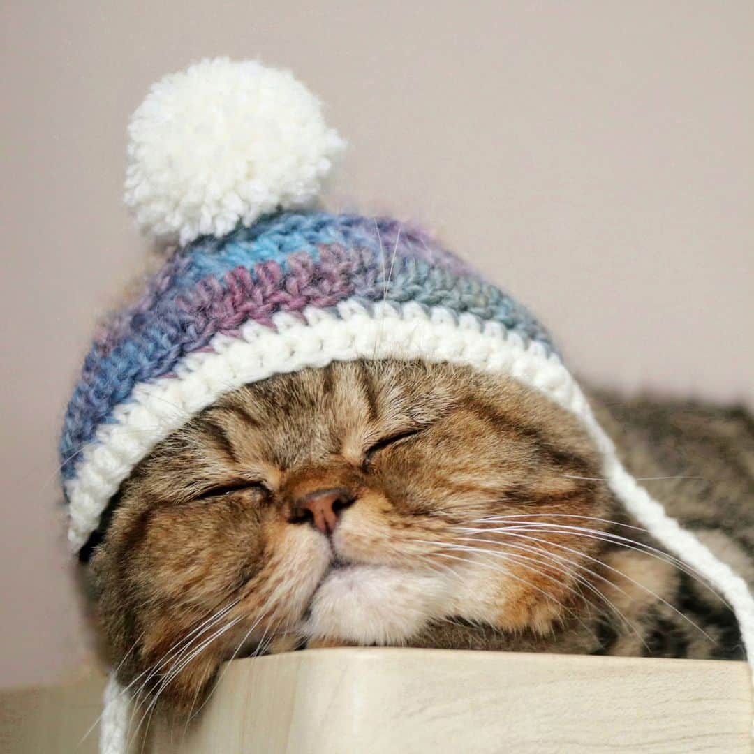 寅次郎（とらちゃん）のインスタグラム：「10月にゃね～🍁🍂 ちょっと気が早いけど、毛糸の帽子かぶってみたにゃ🐻🧶  #どたま祭 #今月もよろしくお願いします  #寅コレ #毛糸の帽子 #ハンドメイドのある暮らし  #エキゾチックショートヘア  #猫との暮らし」