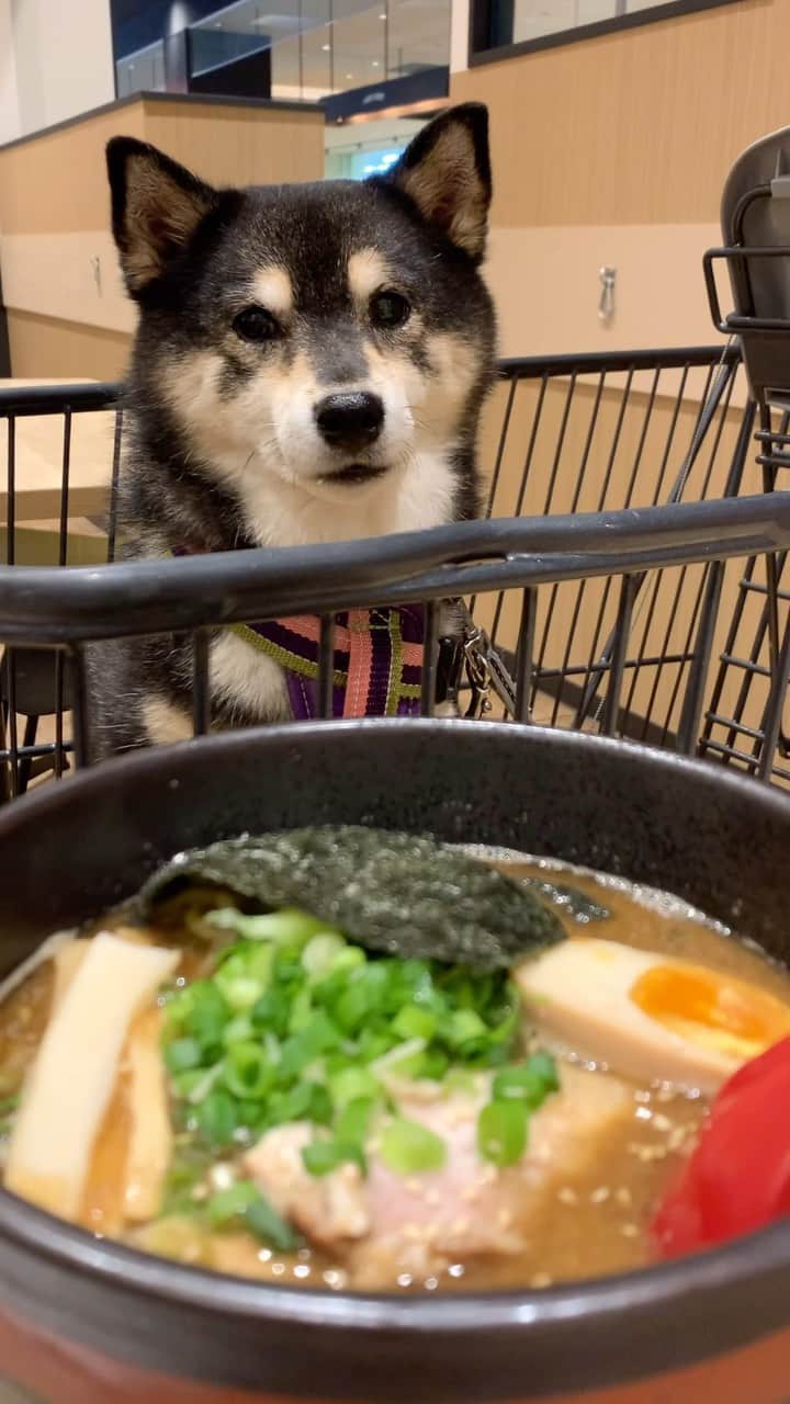 吾子のインスタグラム：「・ ・ いいなあラーメン🍜🐶… ・ チャーシューが特に…🤤 ・ わんラーメンないの🐶❓ ・ ・ ・ ・ ・ ・ ・ #ジョイフルak屯田店  #吉山商店 #sapporo  ・ 北海道の柴犬 #柴北会 の皆ワン🐶涼しくなってきたね〜🐶✨ ・ #adorable #instadog#shibainu#dog#柴犬ライフ #instashiba#柴犬マニア #9gag #barked #kuroshiba#socute #cutedog#いぬのきもち #黒柴 #dogstagram_japan」