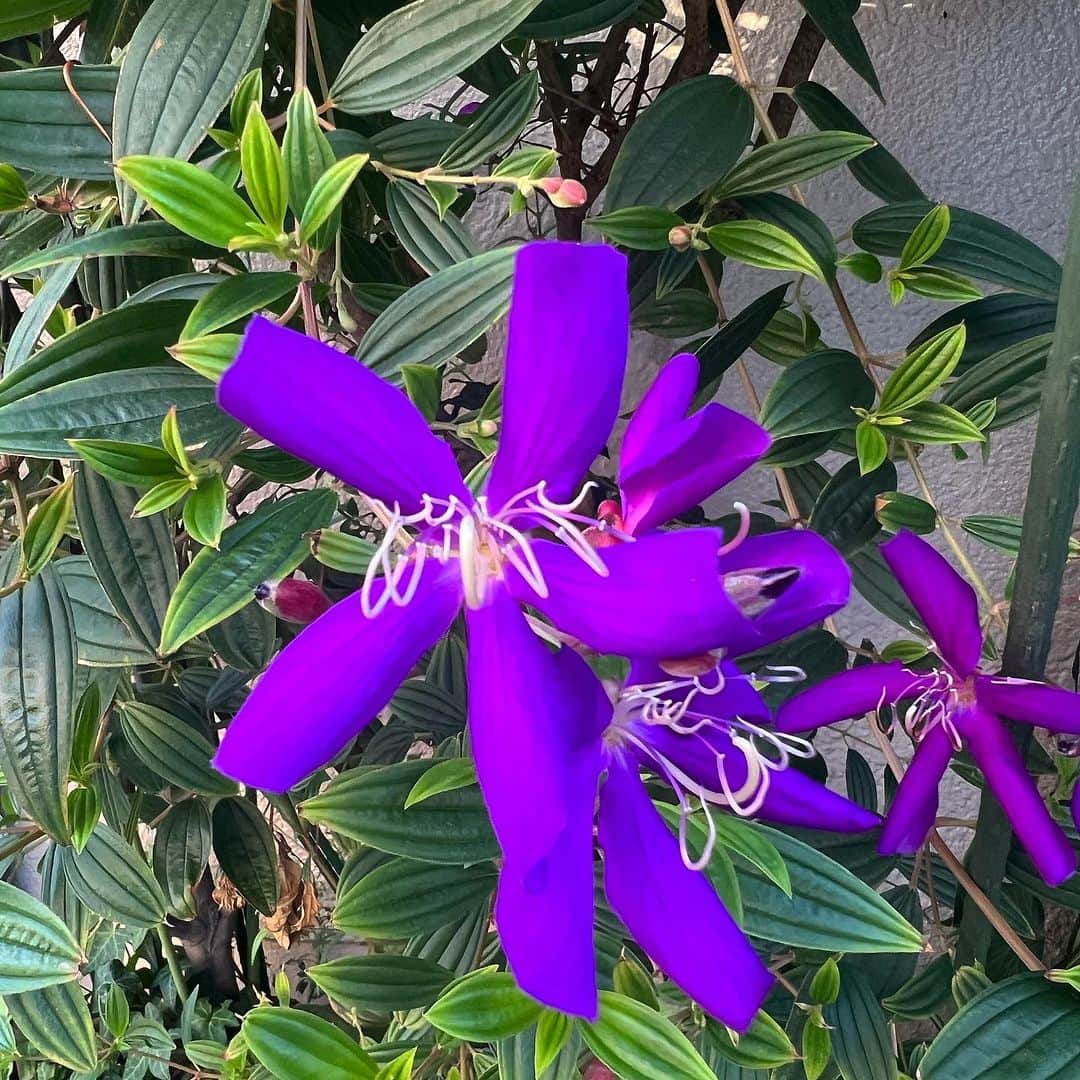 Kensho Onukiのインスタグラム：「ご近所さんの庭先で見かけたお花。その2。花びらの形とビロードみたいな艶感に色が目をひきますよねー！シコンノボタン（紫紺野牡丹）。野草ではありませーん！きちんとお手入れされてるんです。#花散歩 #ご近所の庭木 #シコンノボタン」