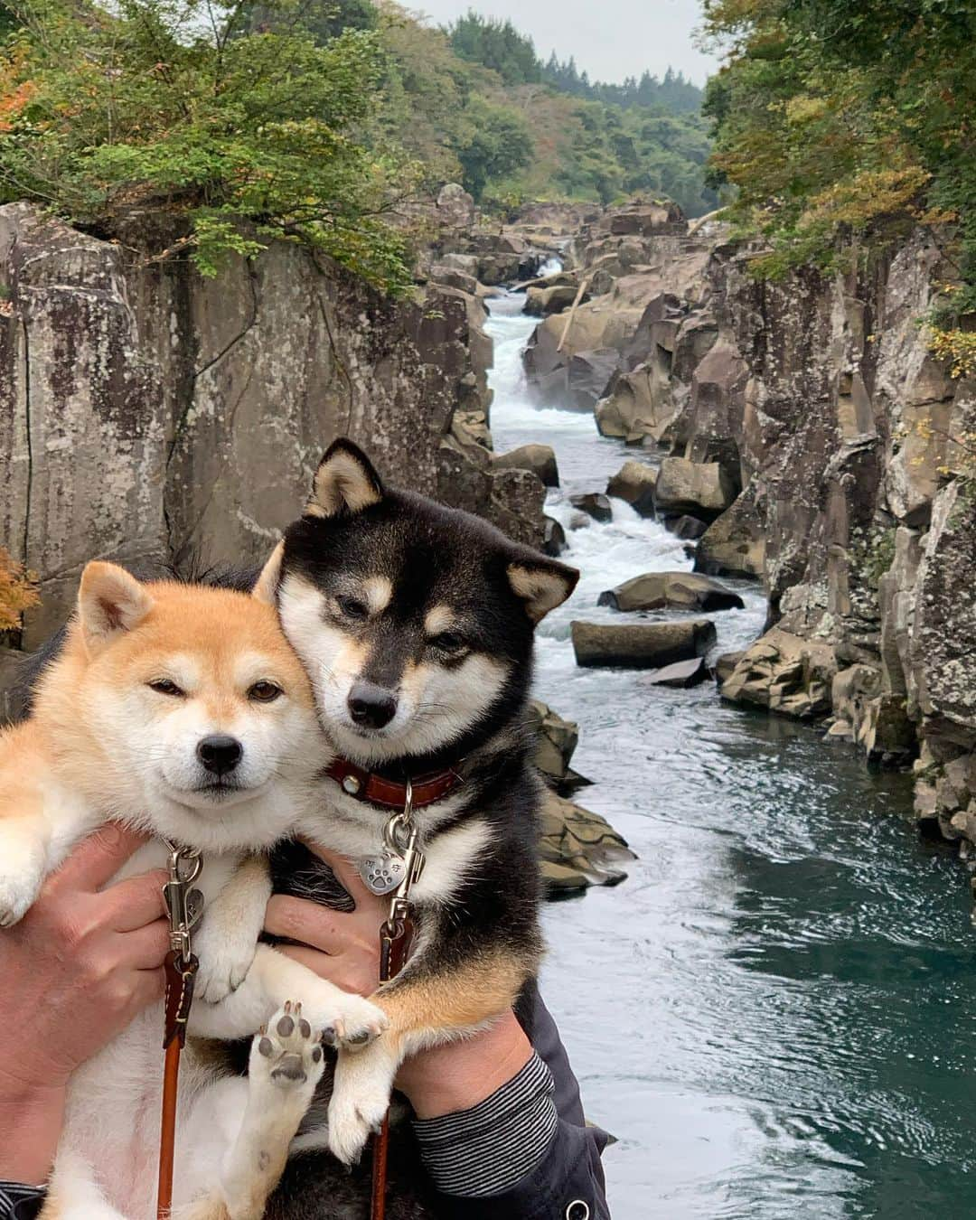 豆柴なつ&ふゆのインスタグラム：「Memories in Iwate😊⭐️ 月末の東北旅行に備えて前回の東北旅行おさらい😂  #岩手県 #iwate #厳美渓     #trip  #犬連れ旅行　#旅行 #ワンコと旅行  #shibaaddict #柴 #しばいぬ #シバフル #わんダフォ #shibamania  #柴犬ライフ #shiba_snap  #instashiba#cutedogs  #柴犬#shiba #shibainu #shibastagram #いぬすたぐらむ #pecoいぬ部 #shibainumag_feature #dogoftheday  #🐕📷 #theshibasociety  #proudshibas」