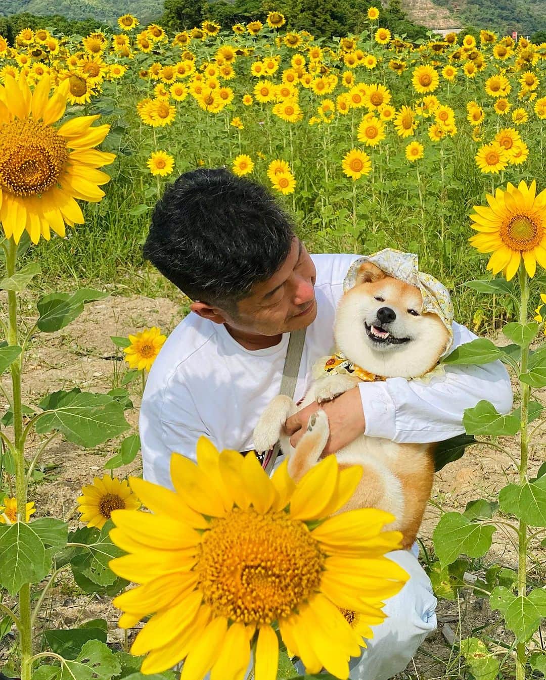 のインスタグラム：「・ ひまわりを見に...🌻 ・ ・ ・ 今日は早起きして @taiyofarm さんの向日葵畑へ行ってきたよ🚗💨 朝は雨がパラついてたりで、お天気悪かったけど、元気いっぱいに咲く向日葵にパワーをもらいました✨ ・ ・ さぁ、ボチボチがんばろー♪ ・ ・ ・ #たいようひまわり  #shiba_snap #shibamania #petstagram #dog  #shibadog #petstagram #pet #shiba #shibainu #shibaaaaainu #shibastagram #pecoいぬ部 #dogstagram #子犬#仔犬#狗 #犬のいる暮らし #犬のいる生活 #こいぬ #豆柴#まめしば#しばいぬ #9gag #しばけん #ペット#小狗#柴犬#犬#柴犬小雨#シバイヌ」