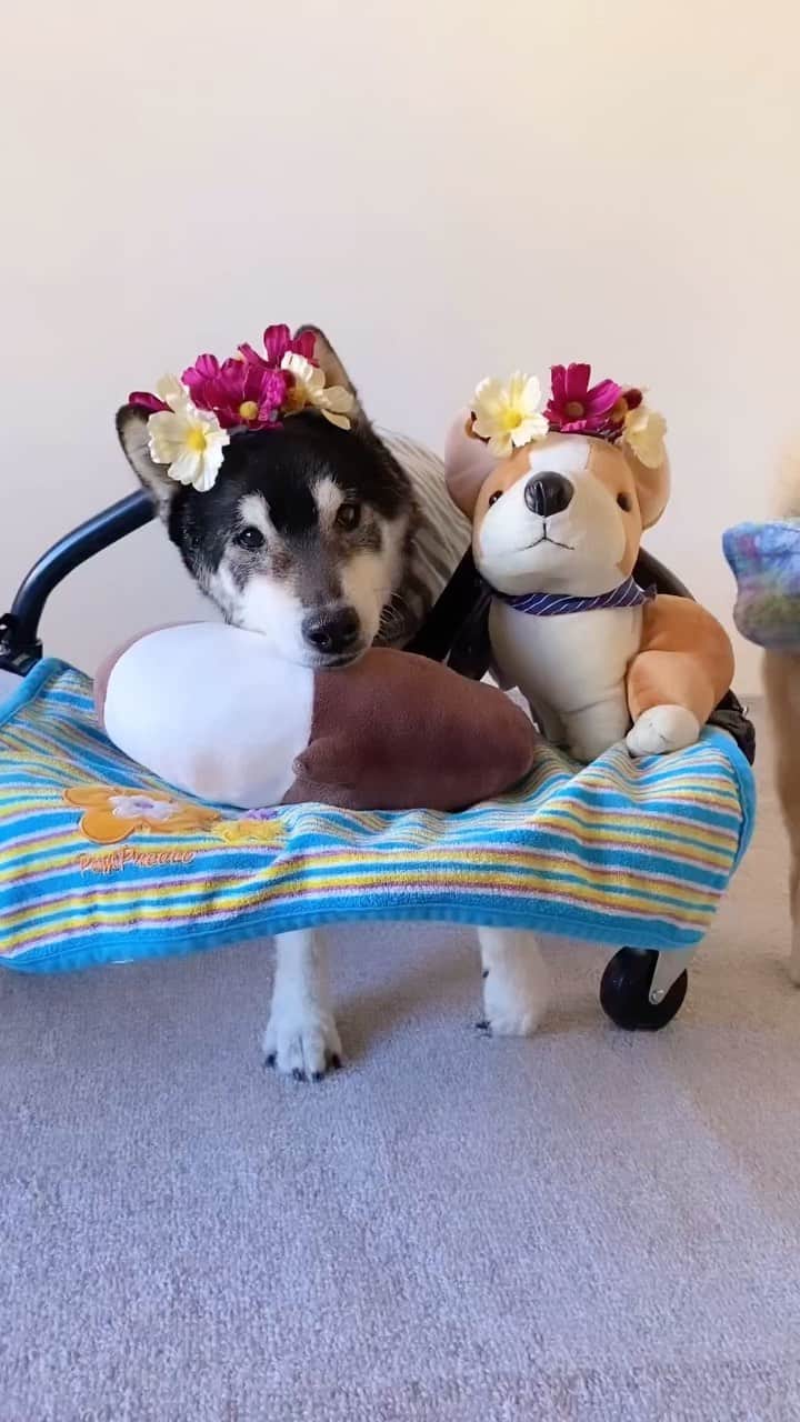 柴犬 けんしろう ゆりあのインスタグラム：「🐶❤️  今日は1日、けんちゃんの日❤️  2年前の10月、 お出かけが難しくなったけんちゃんに ご近所隊のみんなが遊びにきてくれて 先日コスモス畑の前で身につけた 健太ママお手製のあのコスモス冠🌼で記念撮影したり 健太ママと楓ママに車イスを押してもらっていたね❤️  ゆりあが途中走り抜けていく様子もご覧ください笑  #けんちゃんかわいいね #けんちゃんありがとう」
