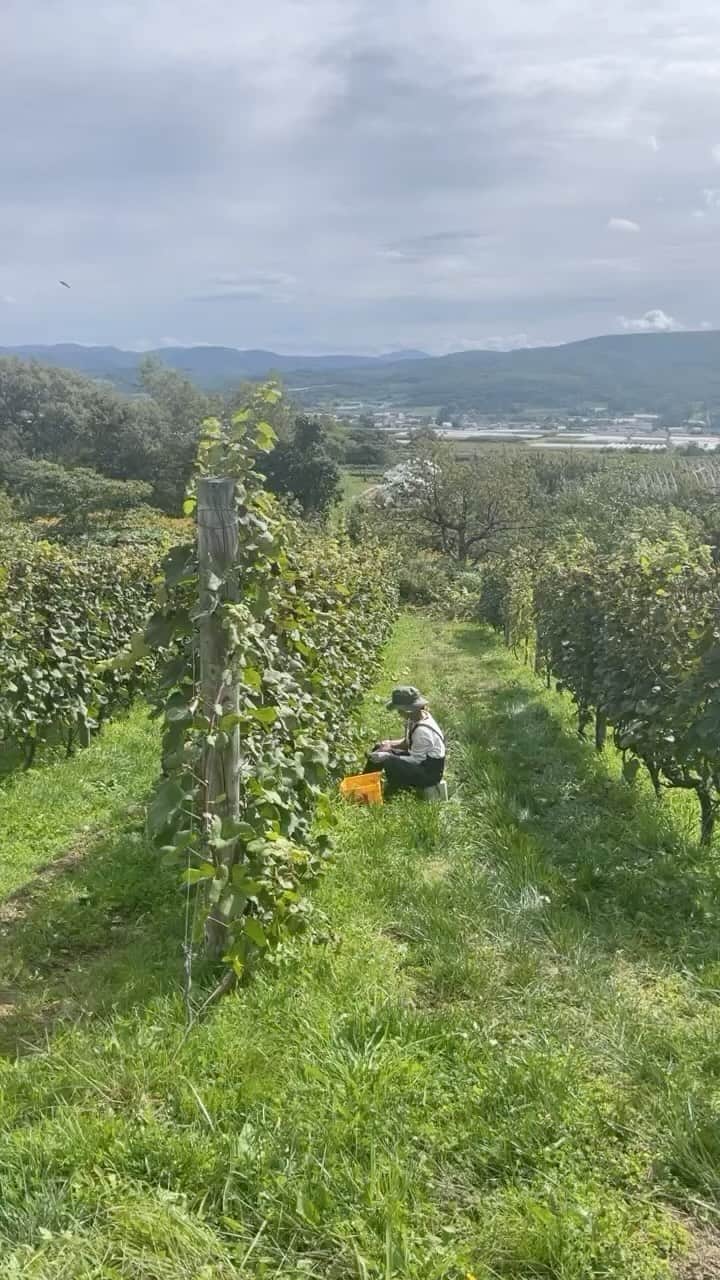 行方 久子 Hisako Namekataのインスタグラム：「8月中旬から1ヶ月と少しぶりに、また仁木町 @hiroakinta_wine_maker & @yokotagami628 のところへ。 今回は、はじめてのワイン用ぶどうの収穫を。 少し傷んでしまっていたり、カビが生えたりしている子を見ると心が苦しくなったけれど.....秋の仁木町は気候が良くて気持ち良すぎた🍇」