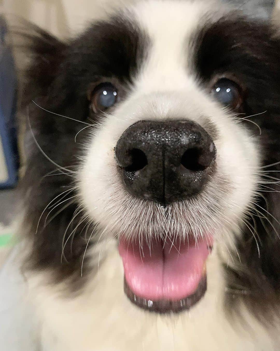 犬バカ部宣伝部長のインスタグラム：「ドアップおにぎり🍙ちゃんです🖐️😊 しっとり系の海苔です🖐️🤣 ⁡ 月曜日！またみなさん頑張りましょう✌️🐼 ⁡ #犬バカ部 #bordercollie #ボーダーコリー #dog #犬 #白黒 #ふにゃボダ部 #ボダ娘 #大きなおにぎり」