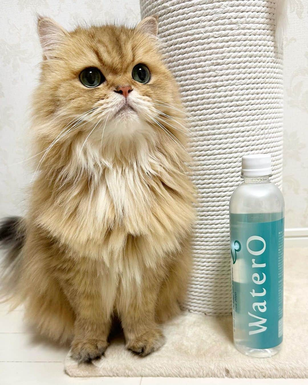 manami☺︎satoのインスタグラム：「𖠚໊🐾  ペットの健康を想った水、 『 WaterO (ウォテロ)』🐱🐶  ☻ミネラルフリー ☻酸素補給 ☻デトックス作用  免疫機能、抗酸化機能、臓器機能が維持されるためには、 身体に十分な酸素が取り込まれてエネルギーが作られ 続けることが必要だそう。  ウォテロで酸素補給して、1日でも長く元気な毎日を 送ってほしい🙏✨️  うちは今まで浄水器のお水をあげていましたが、 ウォテロの方が断然飲んでくれるから嬉しい🥹  8月から価格が改正されてお得になったのでぜひ チェックしてみてにゃฅ^•ω•^ฅ ✔︎︎︎︎♡♡  ▸▸▸ @watero_official   #PR #watero#ウォテロ #猫の健康 #猫のいる暮らし」