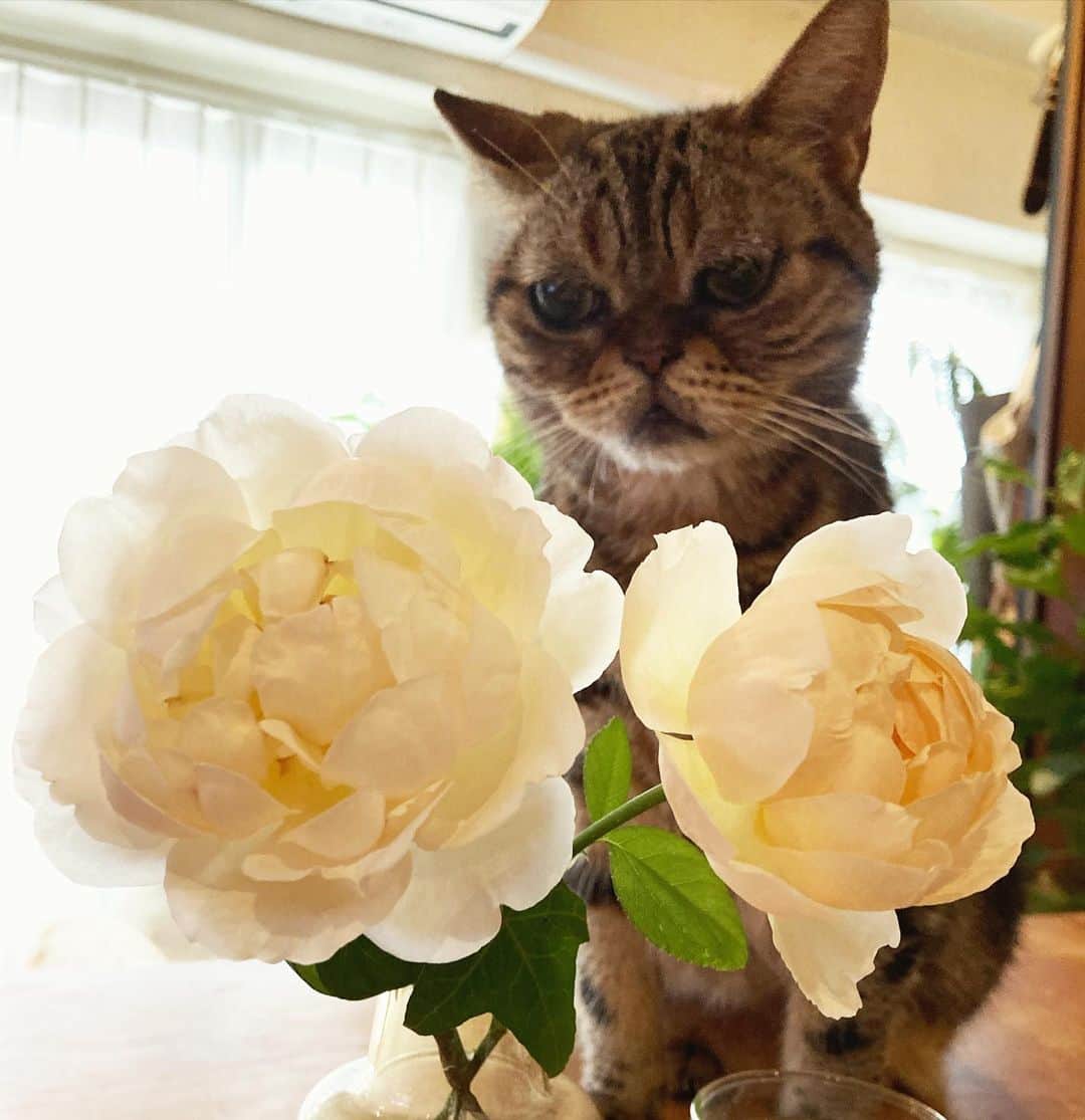 chai0219のインスタグラム：「10月1日 早い早い早すぎる  #americanshorthair #kitty #kitten #cat #cats #catstagram #neco #アメリカンショートヘア #ねこ #猫 #ネコ #にゃんこ #ニャンコ #猫部 #ねこのいる生活 #ねこのいる暮らし #mの植物記録 #flora #flower #flowers #rose #ローズ #バラ #ジュードジオブスキュア #植物 #薔薇 #花 #イングリッシュローズ #plants」
