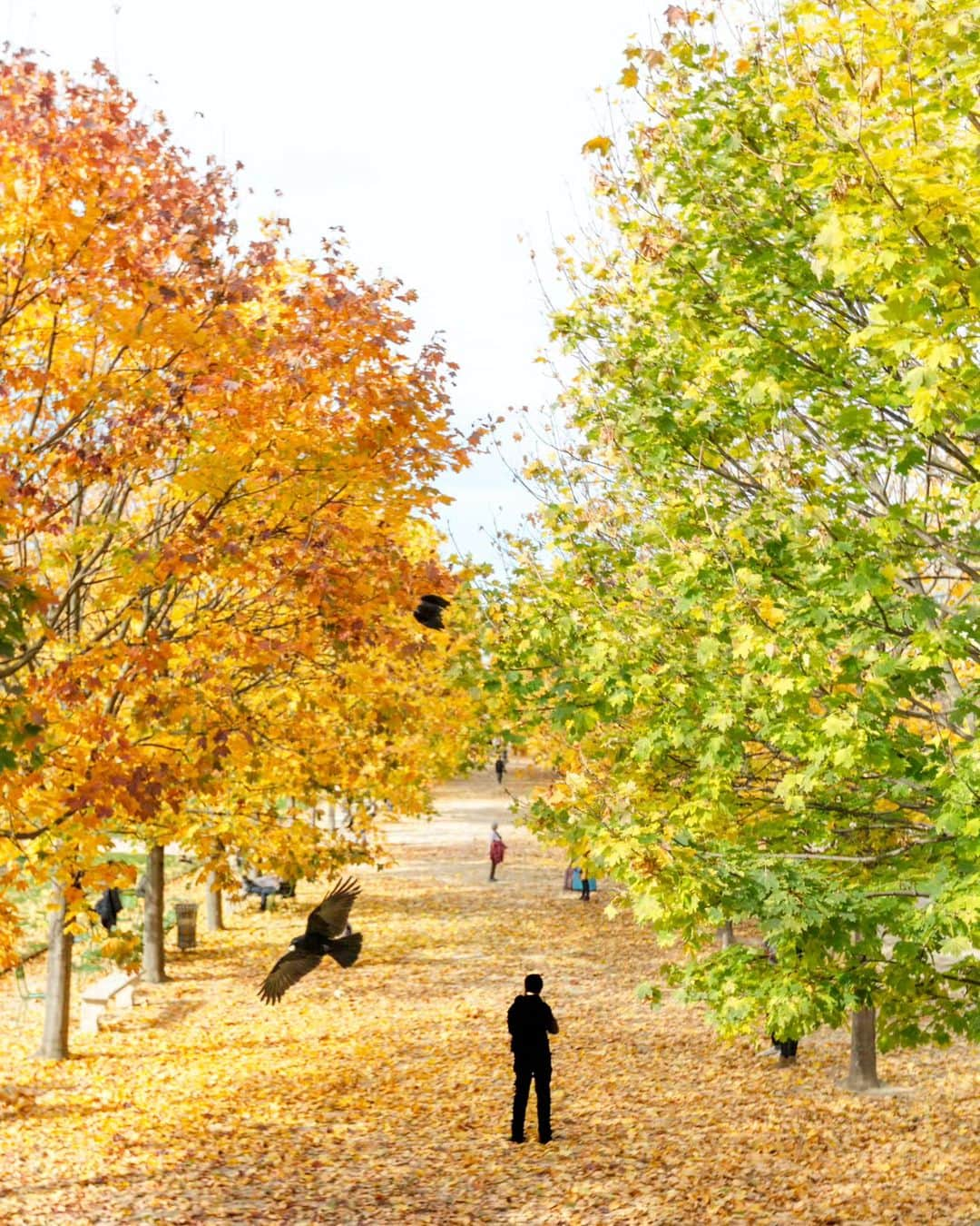 VuTheara Khamさんのインスタグラム写真 - (VuTheara KhamInstagram)「Autumn in Paris 🍁🍂 . #paris #fall #autumn #love」10月1日 21時34分 - vutheara