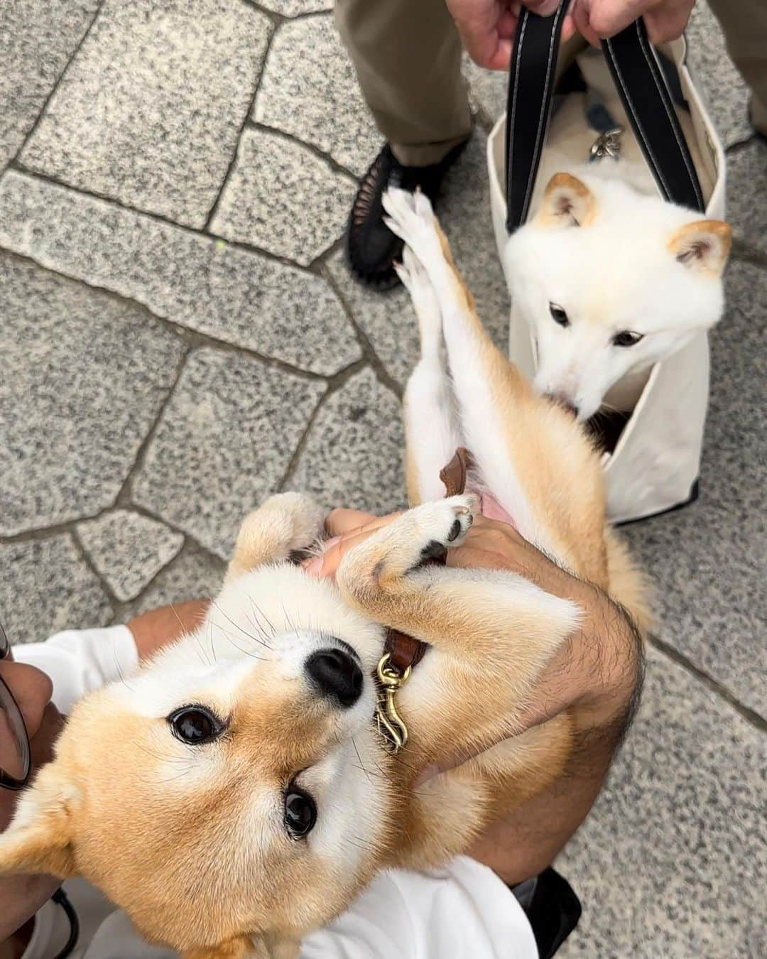 豆柴にこちゃんさんのインスタグラム写真 - (豆柴にこちゃんInstagram)「🐶 おはよー 昨日、ラキぴょんにたまの お尻を嗅いでもらってたら たまの足がお顔にーーー‼️😵 @luckyyy.111  ごめんねラキぴょん。 4枚目は逆サイドから ラキぴょんママが撮ってたやつ😆 たまの顔よ😂  蹴られても怒らなかったラキぴょん の寛大さに感謝〜🙏  #柴犬#豆柴#mameshiba #shibastagram#japanphoto#shibainu#犬#shibainumania#犬のいる暮らし#shiba_snap#shibainupuppy#多頭飼い#dog#いぬすたぐらむ#puppy#dogstagram#instadog #doglover#pecoいぬ部#pecotv#いぬのきもち部#狗#子犬#barked#9gag#9gagpets#시바견」10月2日 7時13分 - nikochan.mame48