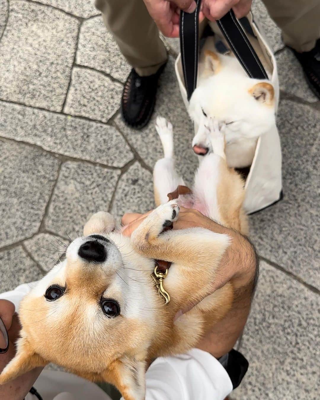 豆柴にこちゃんのインスタグラム：「🐶 おはよー 昨日、ラキぴょんにたまの お尻を嗅いでもらってたら たまの足がお顔にーーー‼️😵 @luckyyy.111  ごめんねラキぴょん。 4枚目は逆サイドから ラキぴょんママが撮ってたやつ😆 たまの顔よ😂  蹴られても怒らなかったラキぴょん の寛大さに感謝〜🙏  #柴犬#豆柴#mameshiba #shibastagram#japanphoto#shibainu#犬#shibainumania#犬のいる暮らし#shiba_snap#shibainupuppy#多頭飼い#dog#いぬすたぐらむ#puppy#dogstagram#instadog #doglover#pecoいぬ部#pecotv#いぬのきもち部#狗#子犬#barked#9gag#9gagpets#시바견」