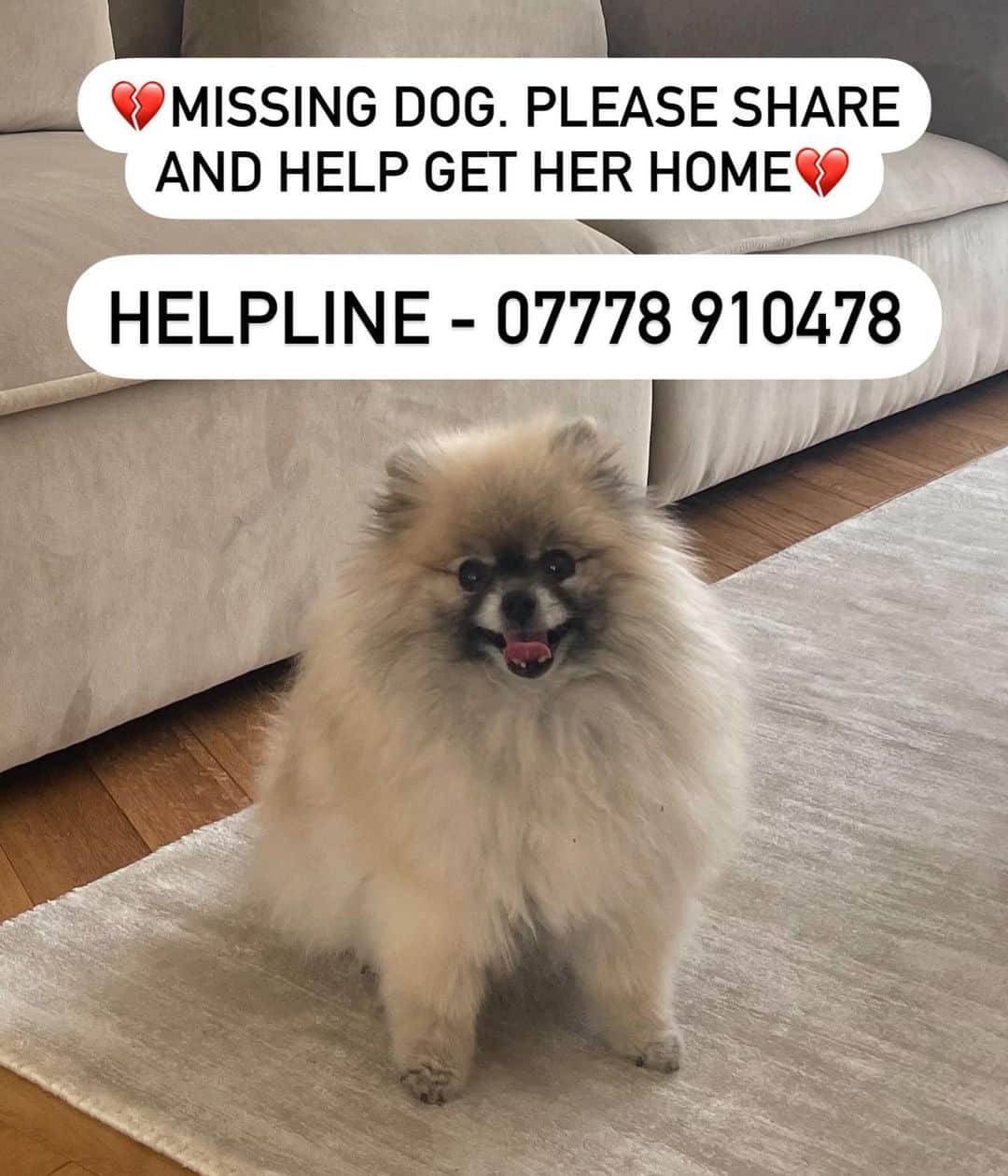 ベン・デイヴィスのインスタグラム：「PLEASE SHARE THIS POST & TEXT/WHATSAPP OUR HELPLINE IF YOU HAVE ANY INFORMATION - 07778 910478  Our beloved dog Twiggy is missing. Please help us get her home. If you see or know anything please contact the helpline or DM either of us. If you have taken her, please just return her safely.  Reward offered🙏🏻」