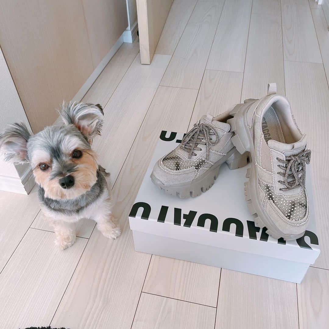 のインスタグラム：「先日、伍代さんにお会いした時に戴いたお誕生日プレゼント🎁 キラキラ🤩が可愛い❤️ 最近のスニーカーは少しごっついのが流行りなのよね😄 でも、軽い。 伍代さんと色違いのお揃い🥰 嬉しいe e e〜❤️ #伍代夏子 さん #お誕生日 #プレゼント #お揃い #嬉しい #スニーカー #staccato #present #birthday #pair #thakyou #enka #singer」
