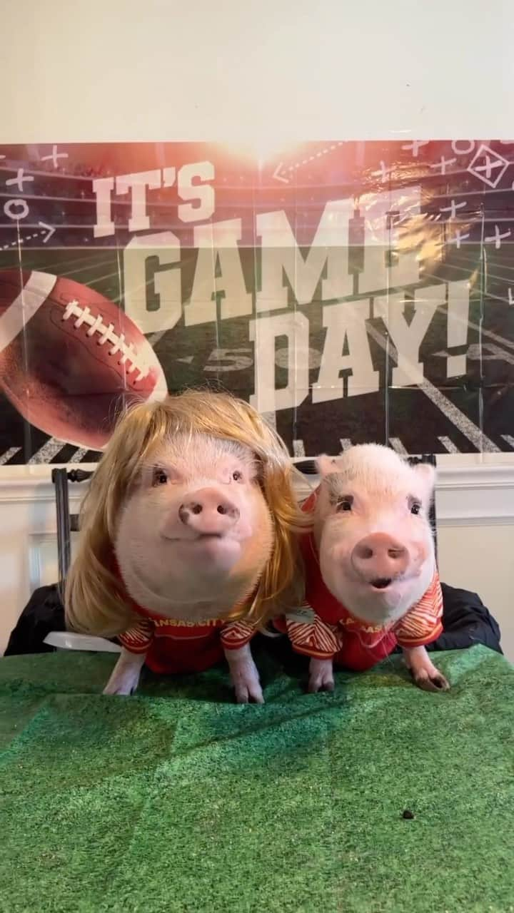 Priscilla and Poppletonのインスタグラム：「Sorry Jaguars…I’m in my Chiefs Era now!🏈🐷❤️💛 #TaylorandTravis #Swiftie #PrissyandPop」