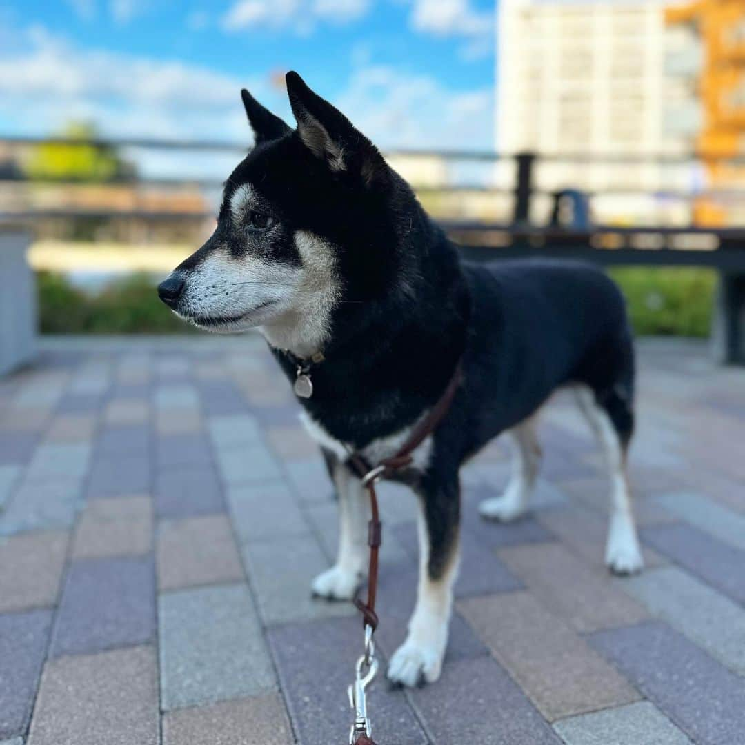 vo_coさんのインスタグラム写真 - (vo_coInstagram)「🐾 世田谷代田の駅が過去最高に盛り上がってた『silent』からもう1年だってさ 早くない？？ シニアっぽくないこたちゃんも年明けには12歳になるしもっとゆっくり時が流れてもいいのになぁ #光陰矢の如し ＊ #shibastagram #instashiba #shiba #shibainu #黒柴 #柴犬」10月2日 8時07分 - vo_co