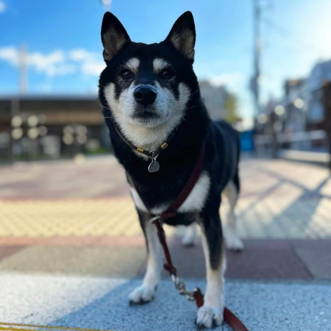 vo_coのインスタグラム：「🐾 世田谷代田の駅が過去最高に盛り上がってた『silent』からもう1年だってさ 早くない？？ シニアっぽくないこたちゃんも年明けには12歳になるしもっとゆっくり時が流れてもいいのになぁ #光陰矢の如し ＊ #shibastagram #instashiba #shiba #shibainu #黒柴 #柴犬」