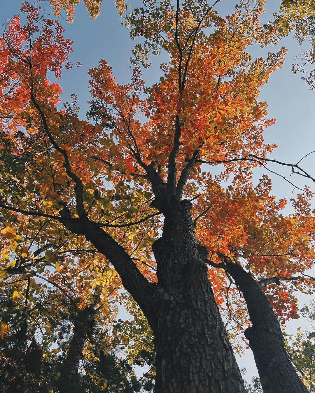 Kalyn Nicholsonさんのインスタグラム写真 - (Kalyn NicholsonInstagram)「It wouldn’t be October without a good, cozy dose of autumnal content — a fall ‘Plan With Me’ just went up on YouTube along with the trailer to a weekday series I’ll be doing on my Coffee Talk podcast channel called Talktober ☕️🍂  Hello October — it’s so sweet to be reacquainted with you.」10月2日 0時11分 - kalynnicholson13