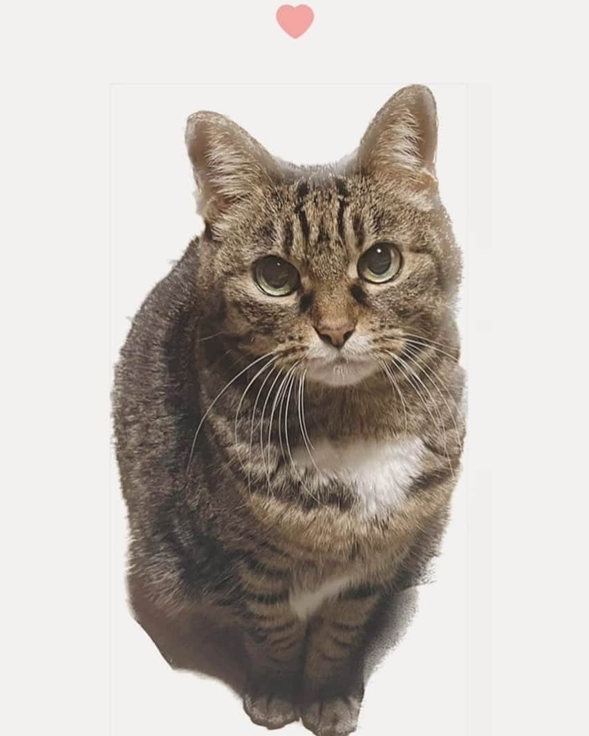久保亜沙香のインスタグラム：「もう1ヶ月。 まだ1ヶ月。 いまだにデータフォルダを見ることができずにおります。　 うっかり見てしまうと苦しくて。 ペットロスっていつになったら治るのかな。 不治の病かな？！ 可愛いこだったな。 どこに行ったのかなぁ…。 まぐろの赤身を食べながら泣きました。 あの子の大好きだったまぐろの赤身を。」