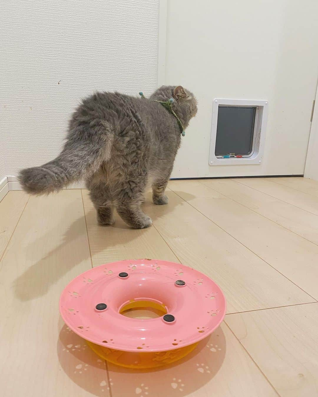 and myuさんのインスタグラム写真 - (and myuInstagram)「WASABI♡ . 文字通り #遊び倒した  . .  #エキゾチックショートヘア #exoticshorthair #exoticcat #エキゾチックロングヘア #exoticlonghair #catsofinstagram #catstagram #子猫#kitten#エキゾ #ぶさかわ#鼻ぺちゃ #ペコねこ部 .」10月2日 0時29分 - _wasastagram_