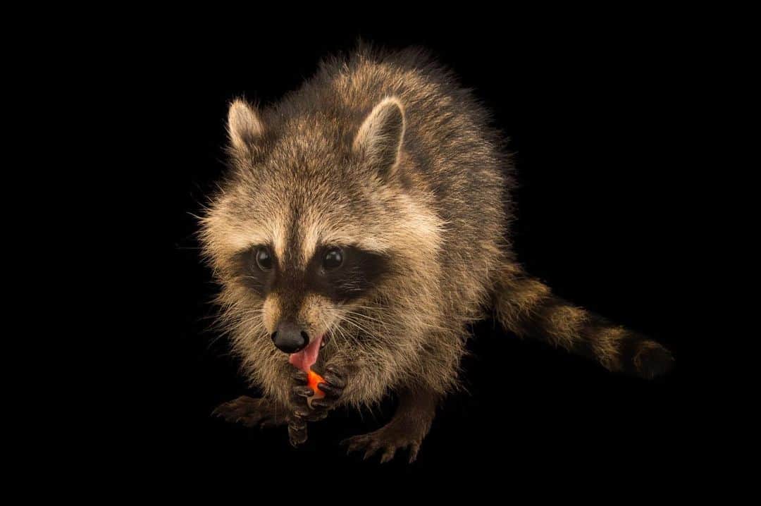 Joel Sartoreさんのインスタグラム写真 - (Joel SartoreInstagram)「Found on Key Largo, the Matecumbe Bay raccoon, like other raccoon species, is capable of getting into just about anything. These masked bandits have some of the most nimble hands seen in nature. In fact, this species was actually named for its skillful paws, with the word raccoon coming from the Powhatan word “aroughcun” - when translated, this means “animal that scratches with its hands”. While most animals rely on sight, scent, or sound to hunt, these mammals depend on their sense of touch to locate food. To heighten this sense, racoons will do something called dousing, in which they wet their paws in order to stimulate nerve endings. Photo taken at Ark Angels Wildlife Rescue.   #raccoon #mammal #wildlife #animal #photography #wildlifephotography #animalphotography #studioportrait #InternationalRacoonAppreciationDay #PhotoArk @insidenatgeo」10月2日 0時47分 - joelsartore