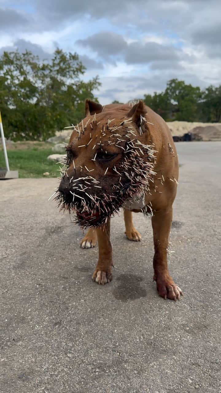 ウエストコーストチョッパーズのインスタグラム：「Never a dull moment on Sundays..  -Porcupine(s) 5  -Cain 0」