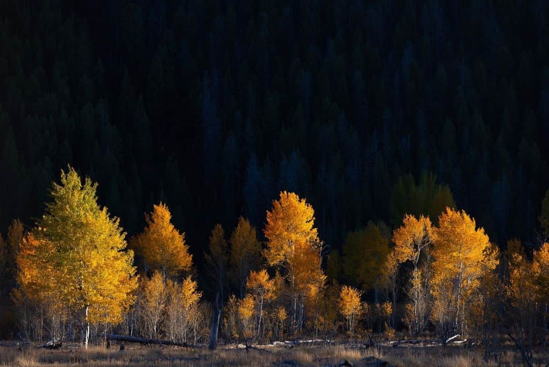 ナショナルジオグラフィックのインスタグラム：「Photo by Sofia Jaramillo @sofia_jaramillo5 | Dropping temperatures and golden leaves in Wyoming's Tetons mean fall is here. As the nights get longer and cooler, the biological processes in leaves change as well. When plants grow in the spring, leaves appear green because of the chlorophyll that’s continually produced. With decreasing daylight at the end of summer, chlorophyll production slows and eventually stops, and red and orange pigments—carotenoids and anthocyanin—are revealed.   For more images from the Tetons and around the world, follow @sofia_jaramillo5.」