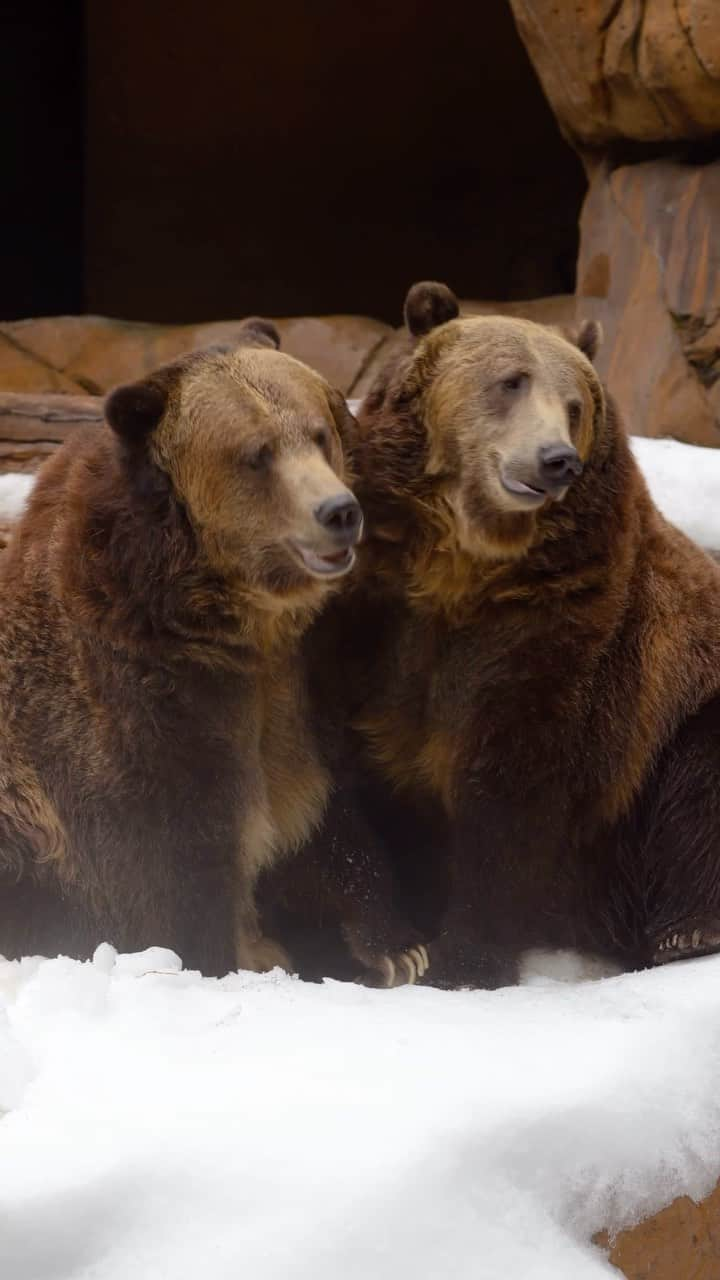 San Diego Zooのインスタグラム：「Happy Octobear 🐻  #Octobear #BearWithUs #BearyExciting #SanDiegoZoo」